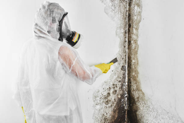 Best Crawl Space Mold Remediation  in USA